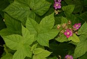 Purple-Flowered Raspberry - Rubus odoratus L.