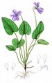 Baltic Violet - Viola uliginosa Besser
