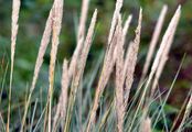 Marram - Ammophila arenaria (L.) Link