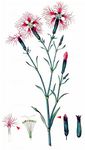 Prachtnelke - Dianthus superbus L. 