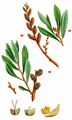 Bog-Myrtle - Myrica gale L.