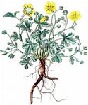 Grossblütiges Fingerkraut - Potentilla grandiflora L. 