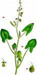 Schild-Ampfer - Rumex scutatus L. 