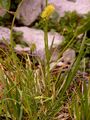 Mountain Scottish Asphodel - Tofieldia calyculata (L.) Wahlenb.