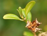 Gewöhnlicher Buchsbaum - Buxus sempervirens L.