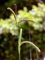 Faden-Segge - Carex lasiocarpa Ehrh.