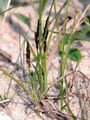 Frühe Segge - Carex praecox Schreb.