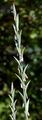 Tall Wheatgrass - Elytrigia obtusiflora (DC.) Tzvelev