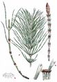 Shady Horsetail - Equisetum pratense Ehrh.