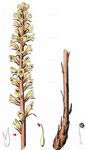 Panzer-Sommerwurz - Orobanche artemisiae-campestris Gaudin 