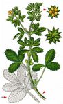 Norwegisches Fingerkraut - Potentilla norvegica L. 