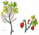 Currant - Ribes petraeum Wulfen