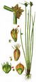 Rice-Field Bulrush - Schoenoplectus mucronatus (L.) Palla