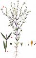 Fleshy Starwort - Stellaria crassifolia Ehrh.