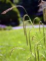 Hänge-Segge - Carex pendula Huds.