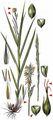Wood-Sedge - Carex sylvatica Huds. 