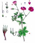  - Geranium pyrenaicum Burm. f. 