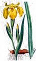 Yellow Iris - Iris pseudacorus L.