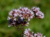 Gewöhnlicher Dost - Origanum vulgare L.