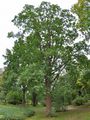 Downy Oak - Quercus pubescens Willd.
