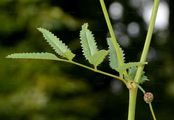 Great Burnet - Sanguisorba officinalis L.