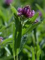 Alpine Clover - Trifolium alpinum L.