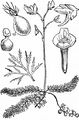 Intermediate Bladderwort - Utricularia intermedia Hayne