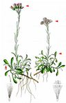 Gewöhnliches Katzenpfötchen - Antennaria dioica (L.) Gaertn. 