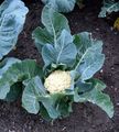 Cabbage - Brassica oleracea L.