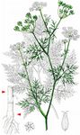 Knolliger Kälberkropf - Chaerophyllum bulbosum L. 
