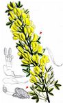 Regensburger Geißklee - Cytisus ratisbonensis Schaeff. 