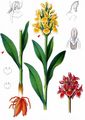 Elder-Flowered Orchid - Dactylorhiza sambucina (L.) Soó