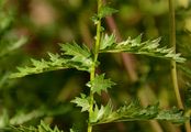 Kleines Mädesüß - Filipendula vulgaris Moench