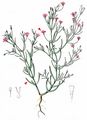 Annual Gypsophila - Gypsophila muralis L.