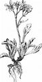 Grey Alpine Groundsel - Jacobaea incana (L.) Veldkamp