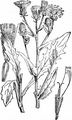 Gewöhnliches Bitterkraut - Picris hieracioides L.