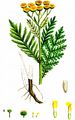 Tansy - Tanacetum vulgare L.