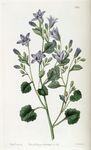 Polsterglockenblume - Campanula portenschlagiana Schult. 