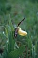 Gelber Frauenschuh - Cypripedium calceolus L.