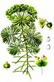 Cypress Spurge - Euphorbia cyparissias L.