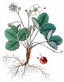 Creamy Strawberry - Fragaria viridis Weston