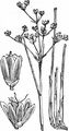 Blunt-Flowered Rush - Juncus subnodulosus Schrank