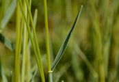 Walliser Schillergras - Koeleria vallesiana (Honck.) Gaudin