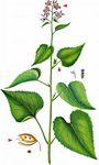 Ausdauerndes Silberblatt - Lunaria rediviva L. 