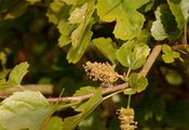 White Mulberry - Morus alba L.