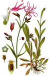 Kuckucks-Lichtnelke - Silene flos-cuculi (L.) Clairv. 