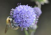 Devil's-Bit Scabious - Succisa pratensis Moench