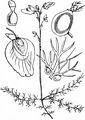 Lesser Bladderwort - Utricularia minor L.