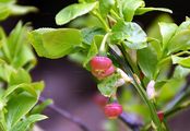 Bilberry - Vaccinium myrtillus L.