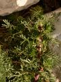 Felsen-Beifuß - Artemisia rupestris L.